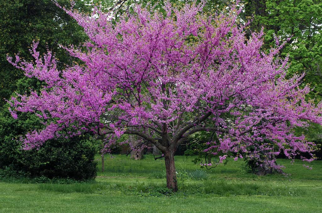 The 15 Most Iconic Trees Native to Delaware