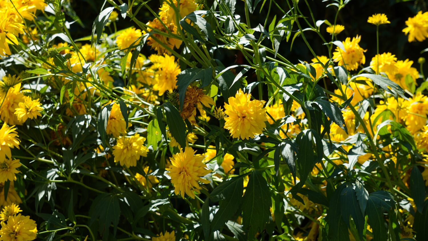 15 Shrubs That Thrive in Zone 4 Shade Gardens