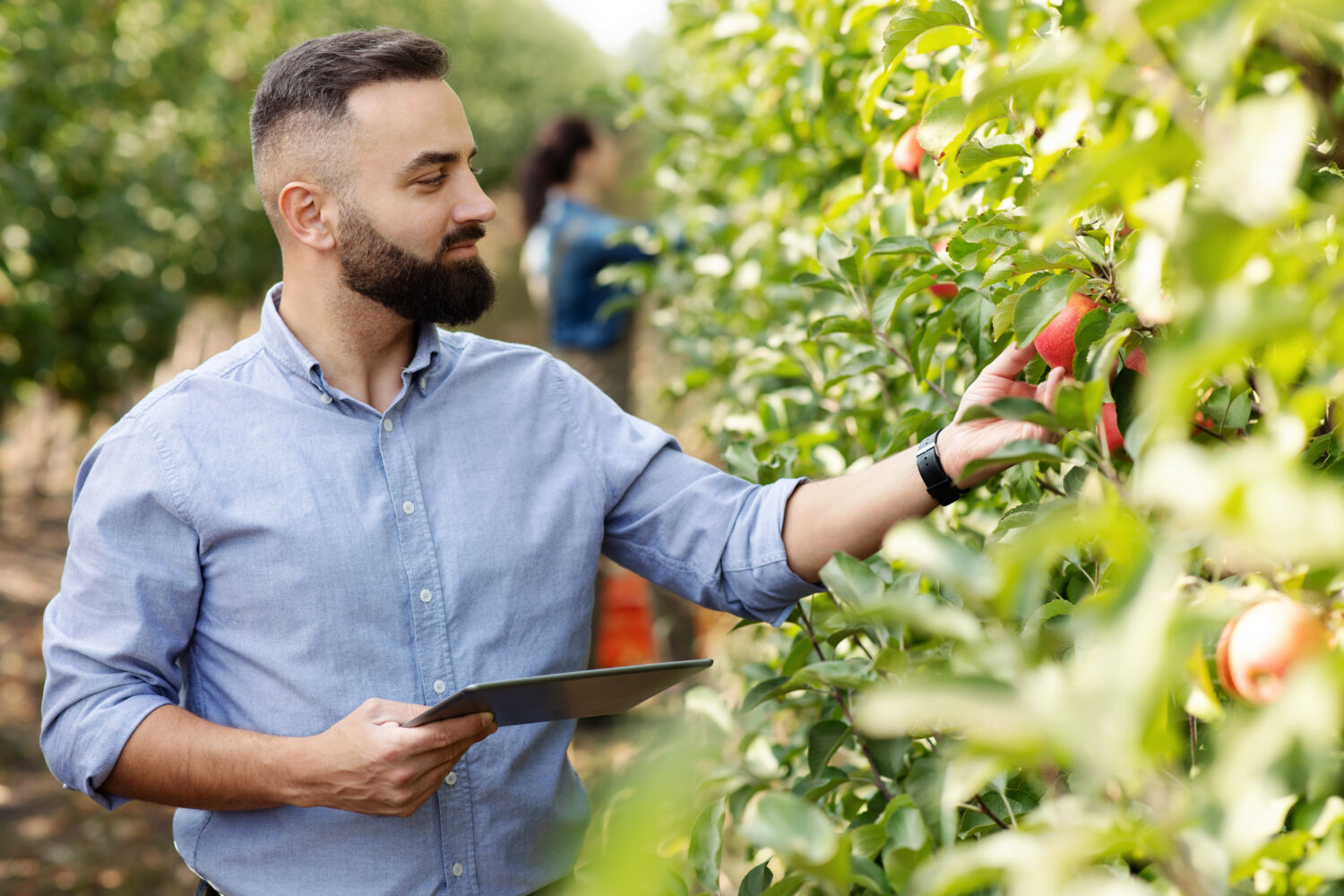 Apple Picking in Massachusetts: The 20 Best Orchards and Farms