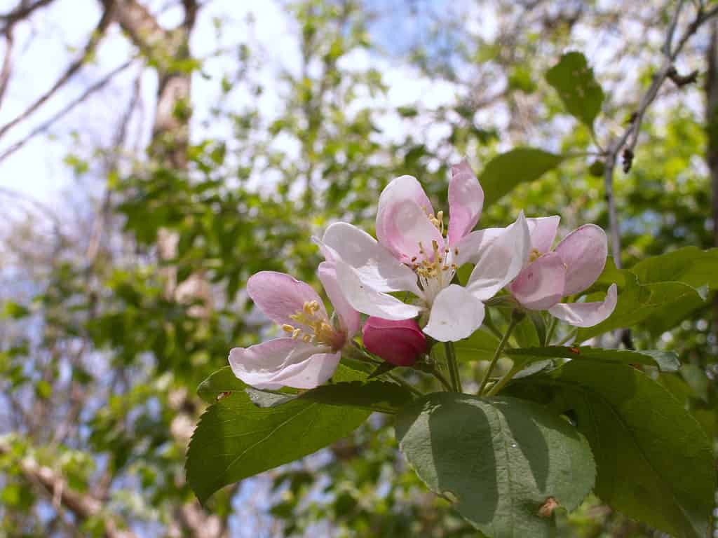 The 15 Most Iconic Trees Native to Delaware