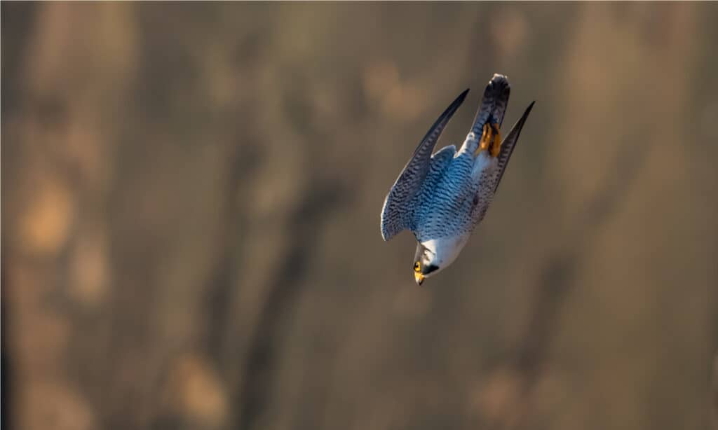 Discover the Top 6 Fastest Birds in England (And Where You Can Find Them)