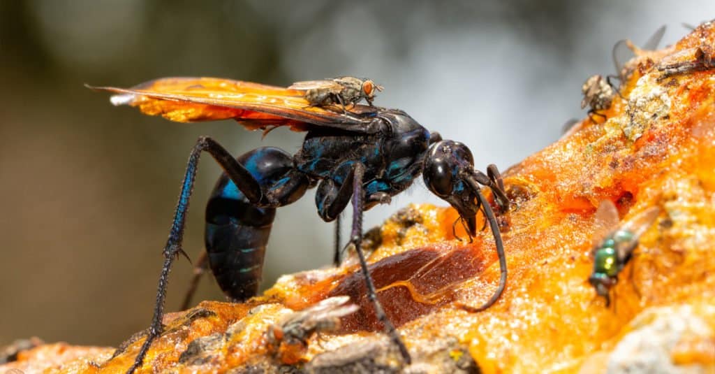 How To Identify Bugs With Wings that Look Like Ants