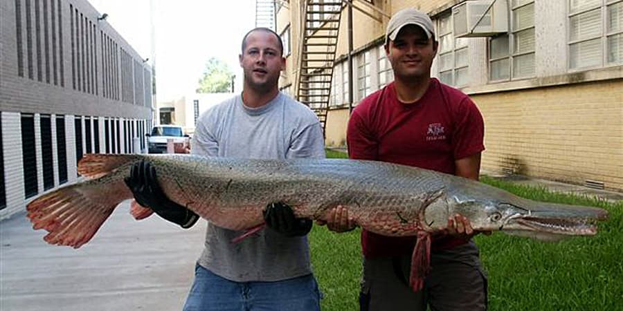 The Largest Grass Carp Ever Caught in Illinois Was a Water Goliath