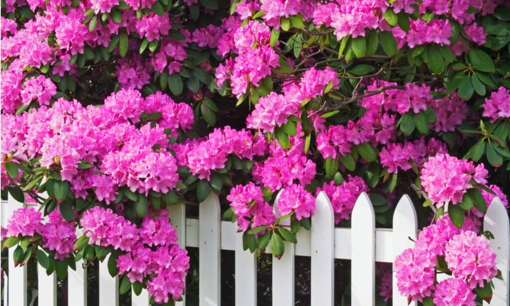 15 Shrubs That Thrive in Zone 4 Shade Gardens