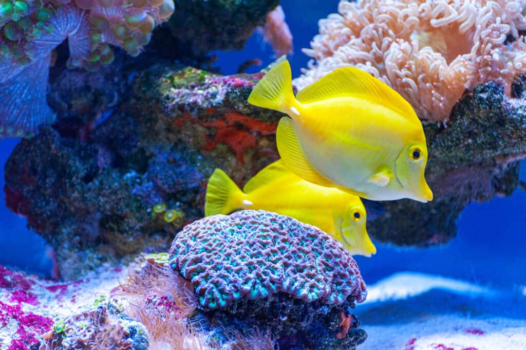 10 Ideal Tank Mates to Pair With Clownfish