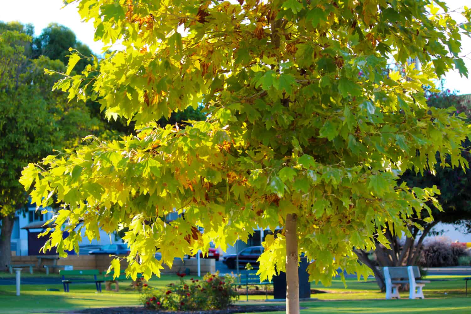 The 15 Most Iconic Trees Native to Delaware