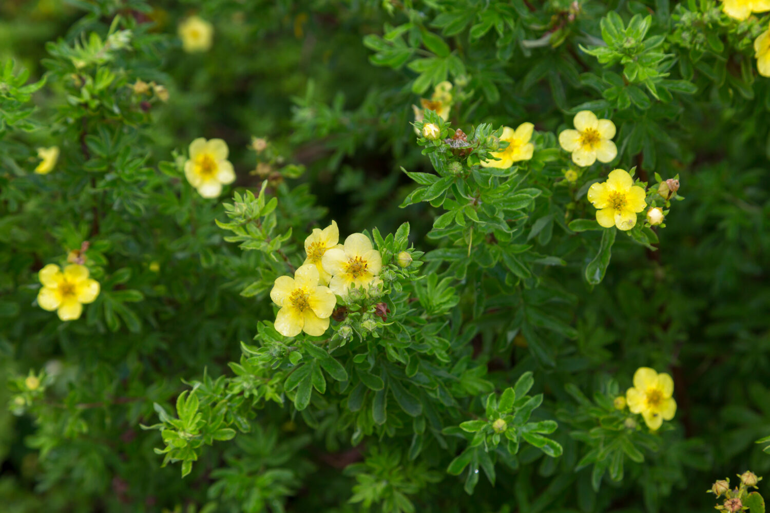 15 Shrubs That Thrive in Zone 4 Shade Gardens