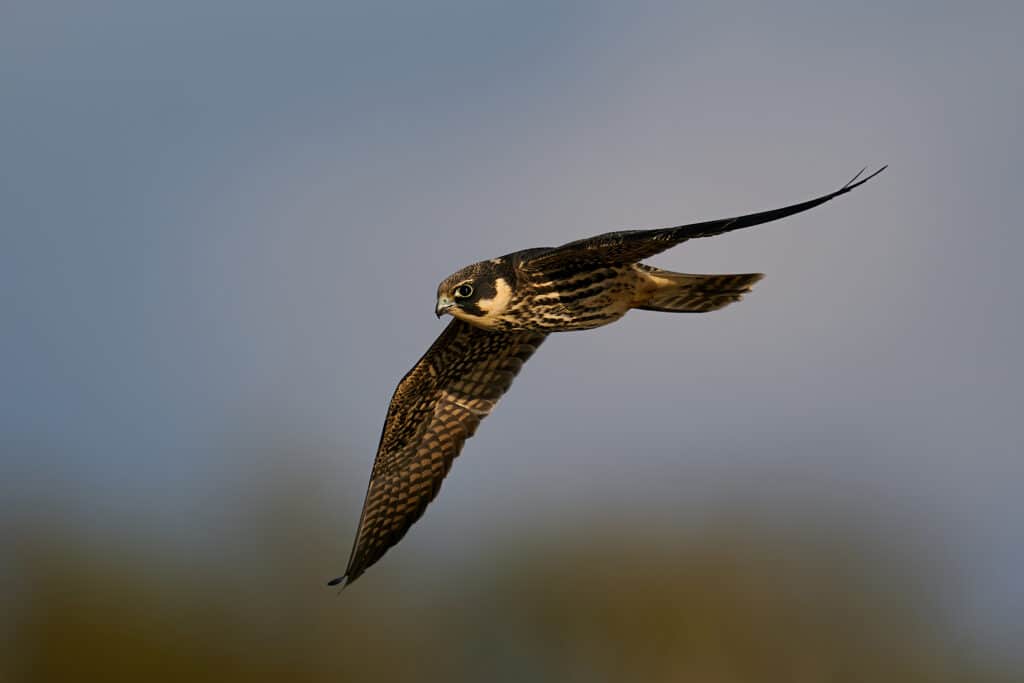 Discover the Top 6 Fastest Birds in England (And Where You Can Find Them)