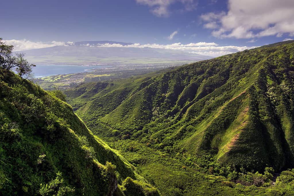 Termites in Hawaii: Types, Risks, and How to Prevent Them