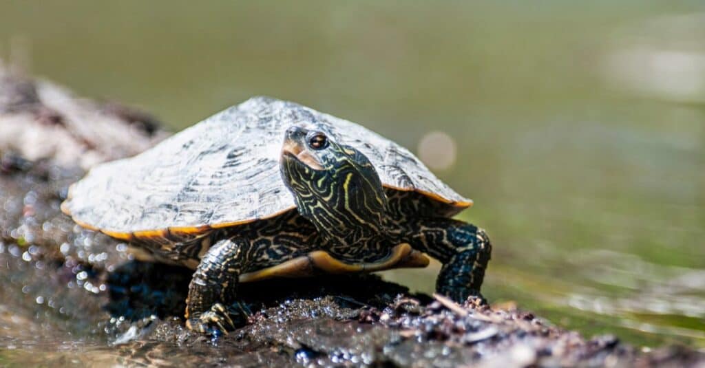 Discover the 20 Largest Reptiles Still Living in Canada