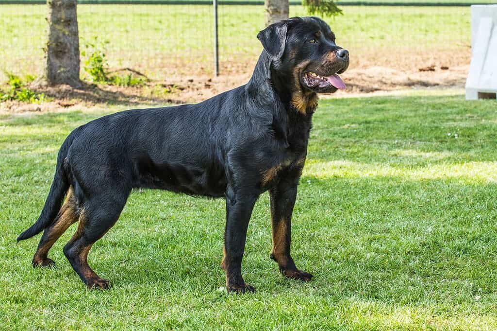 12 Reasons Rottweilers Are the Best Guard Dogs