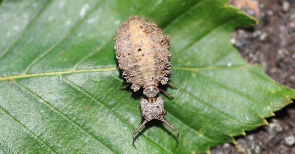 How To Identify Bugs With Wings that Look Like Ants