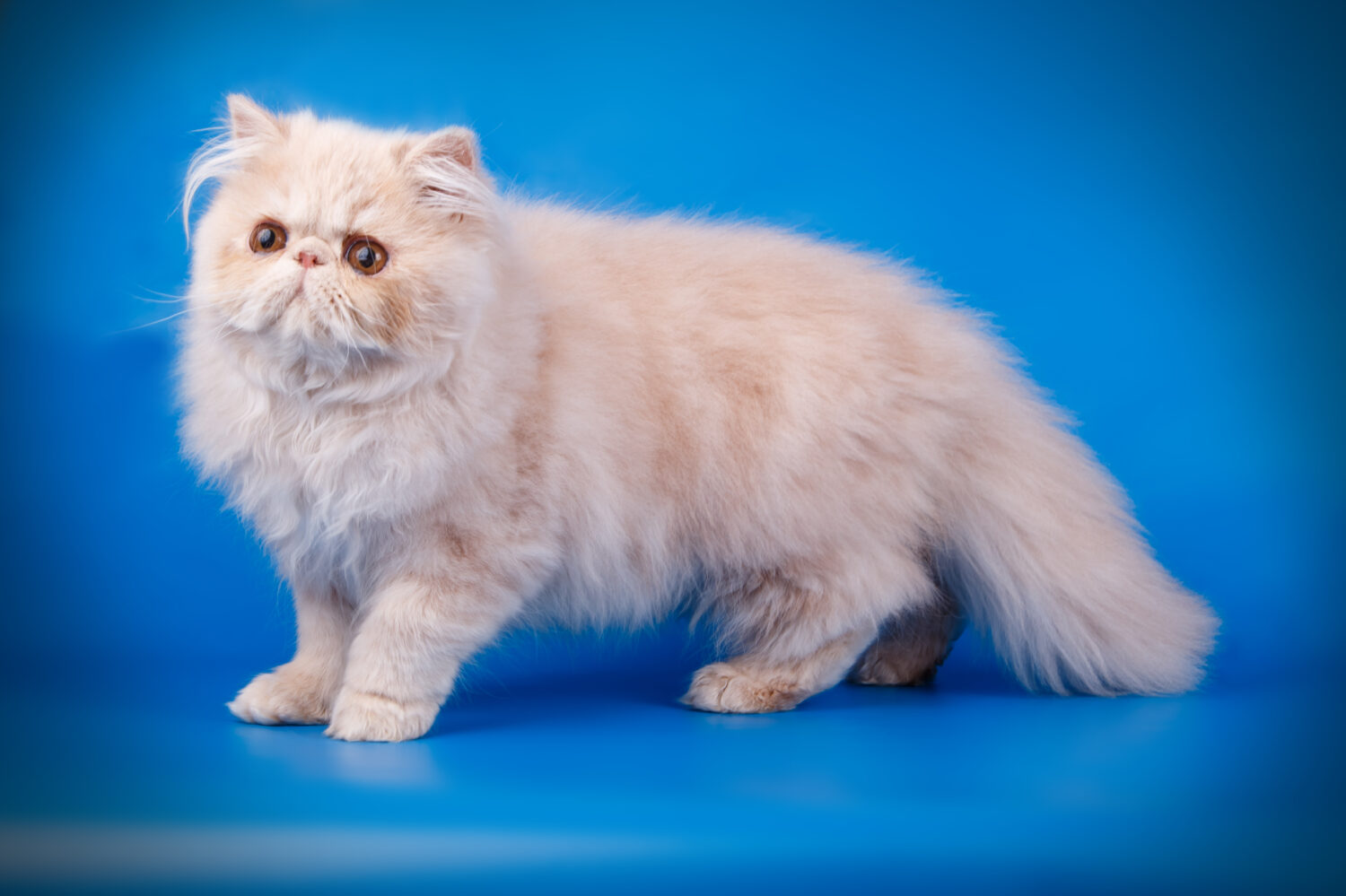 Persian Cat Colors: Rarest to Most Common