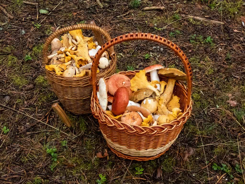 Mushroom Hunting in Georgia: A Complete Guide