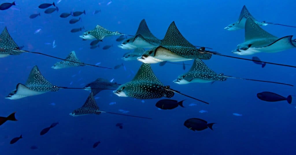 What Is the Sea of Stars in the Maldives and Is It Safe to Swim In?