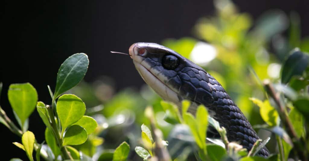 Discover the 20 Largest Reptiles Still Living in Canada