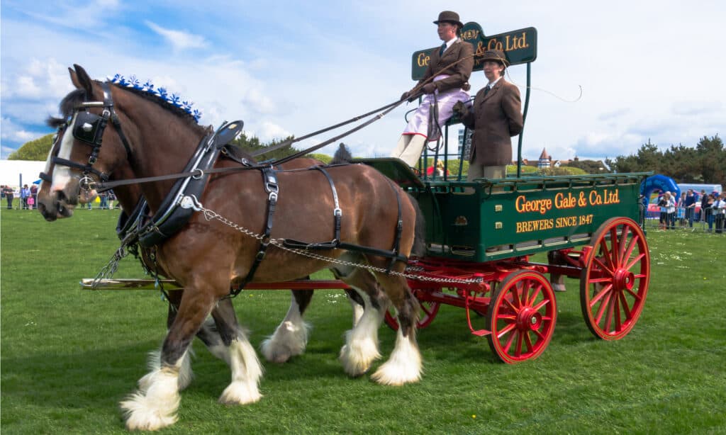 See Just How Big the World's Tallest Horse Is in This Up-Close Video (Weighs More Than an SUV!)