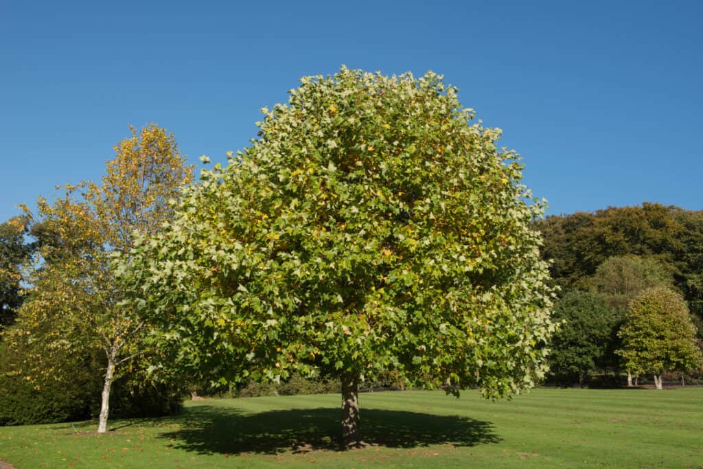 The 15 Most Iconic Trees Native to Delaware