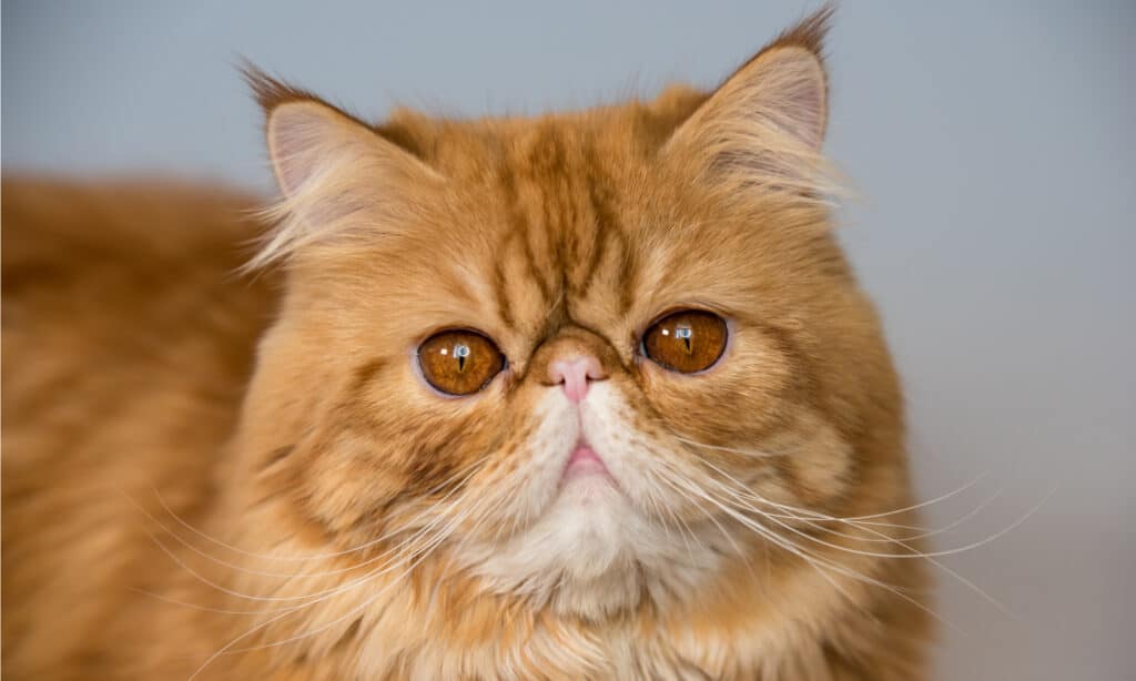 Persian Cat Colors: Rarest to Most Common