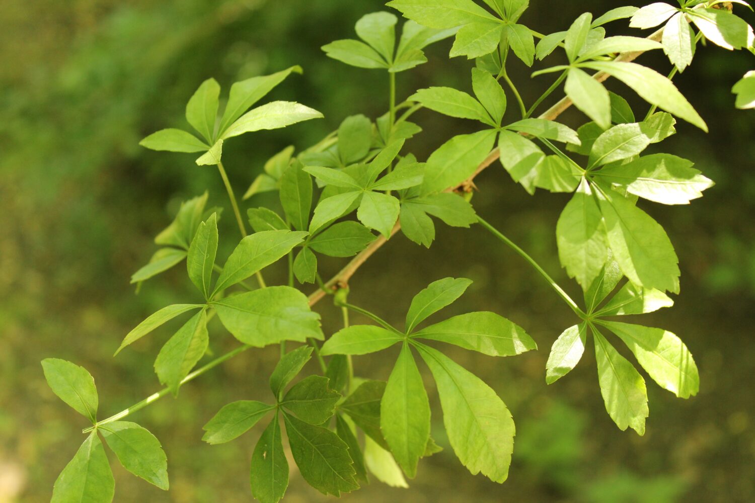 15 Shrubs That Thrive in Zone 4 Shade Gardens