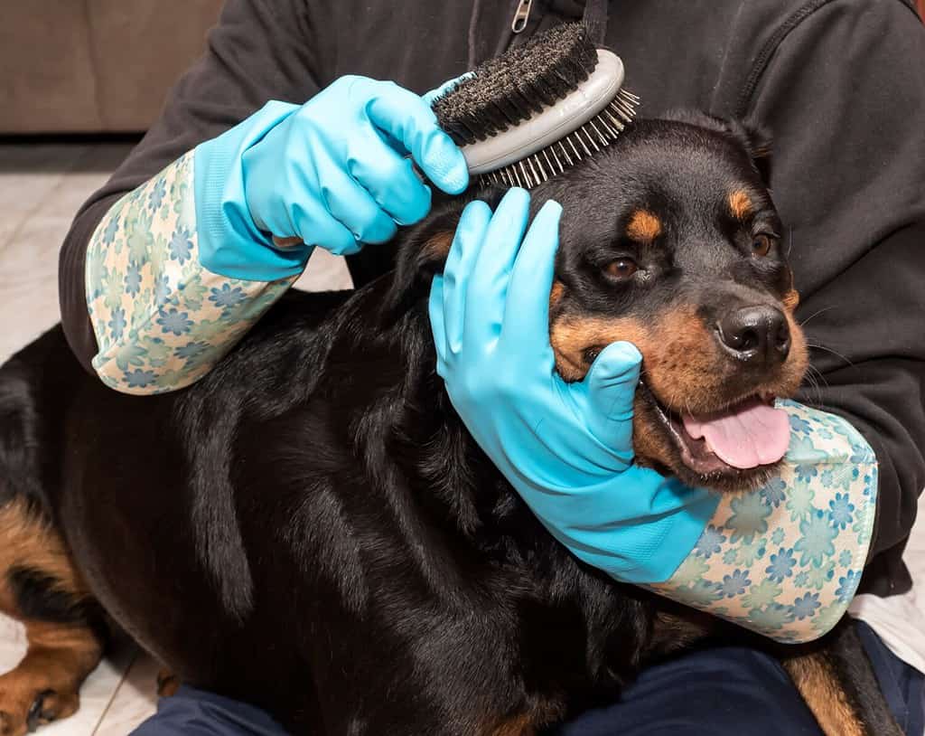 12 Reasons Rottweilers Are the Best Guard Dogs