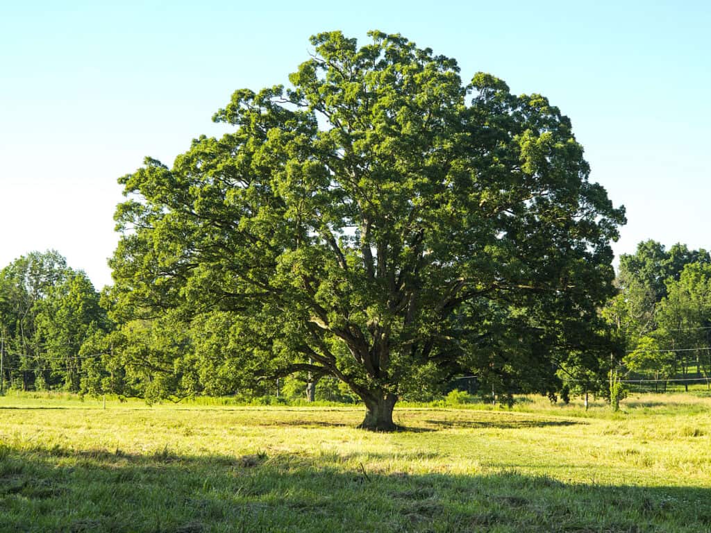 The 15 Most Iconic Trees Native to Delaware