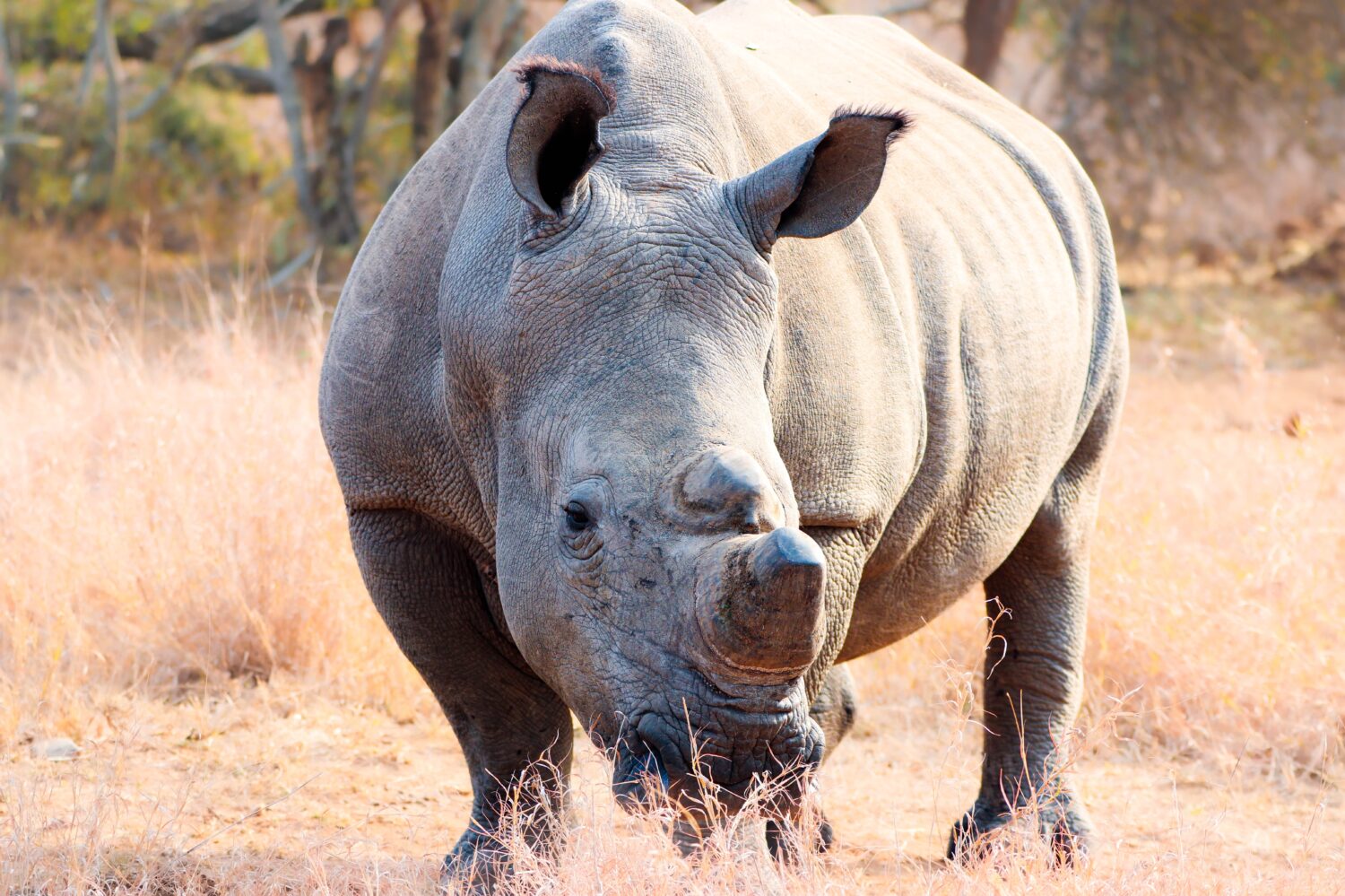 Florida Zoo Welcomes Baby Southern White Rhino