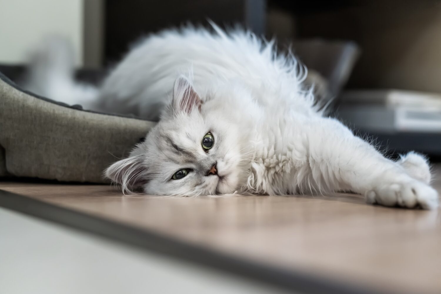 Persian Cat Colors: Rarest to Most Common