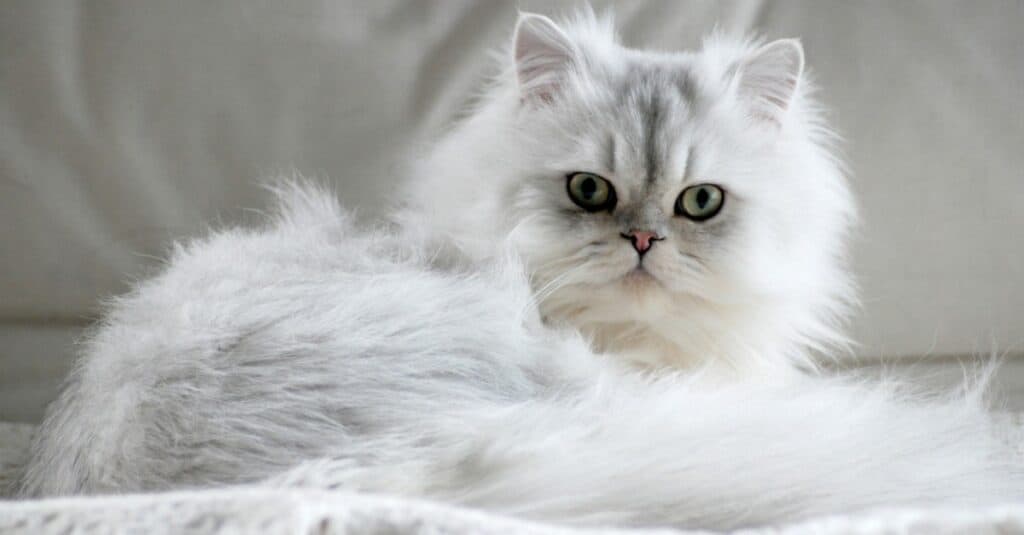 Persian Cat Colors: Rarest to Most Common