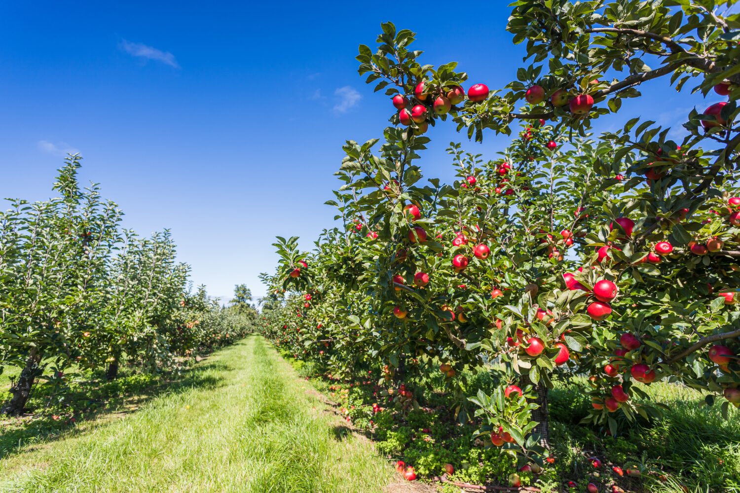 Apple Picking in Massachusetts: The 20 Best Orchards and Farms