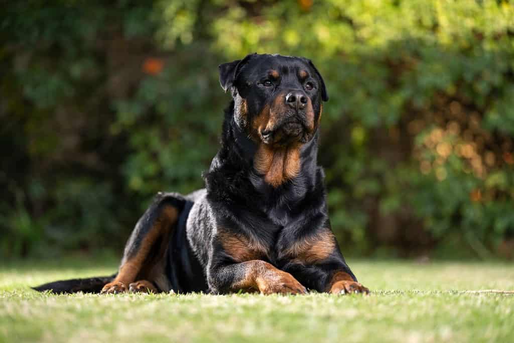 12 Reasons Rottweilers Are the Best Guard Dogs