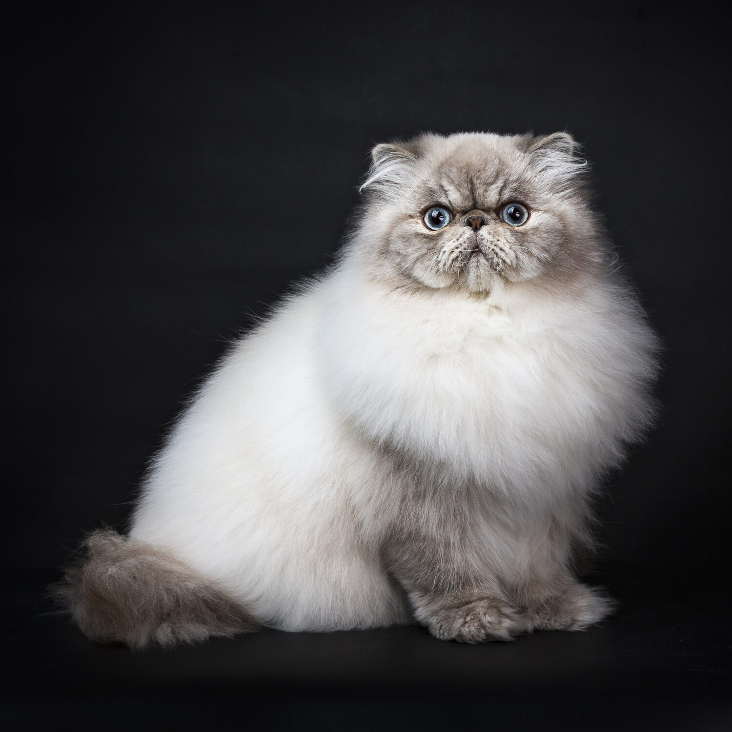 Persian Cat Colors: Rarest to Most Common