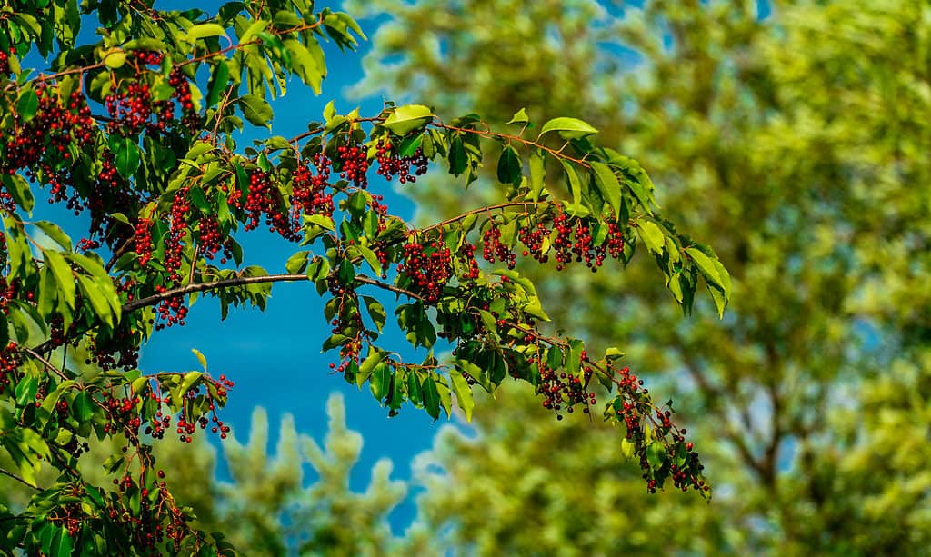 The 15 Most Iconic Trees Native to Delaware