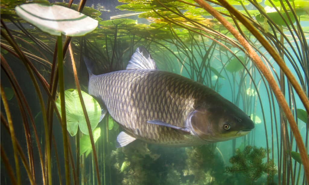 The Largest Grass Carp Ever Caught in Illinois Was a Water Goliath