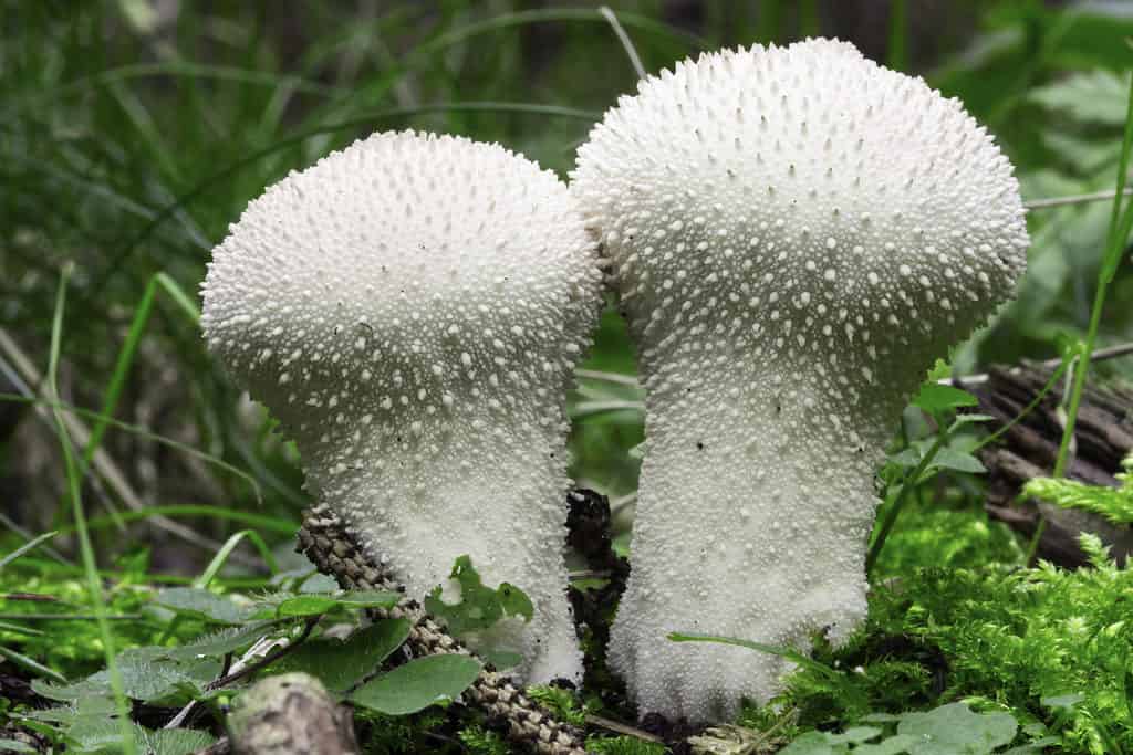 Mushroom Hunting in Georgia: A Complete Guide