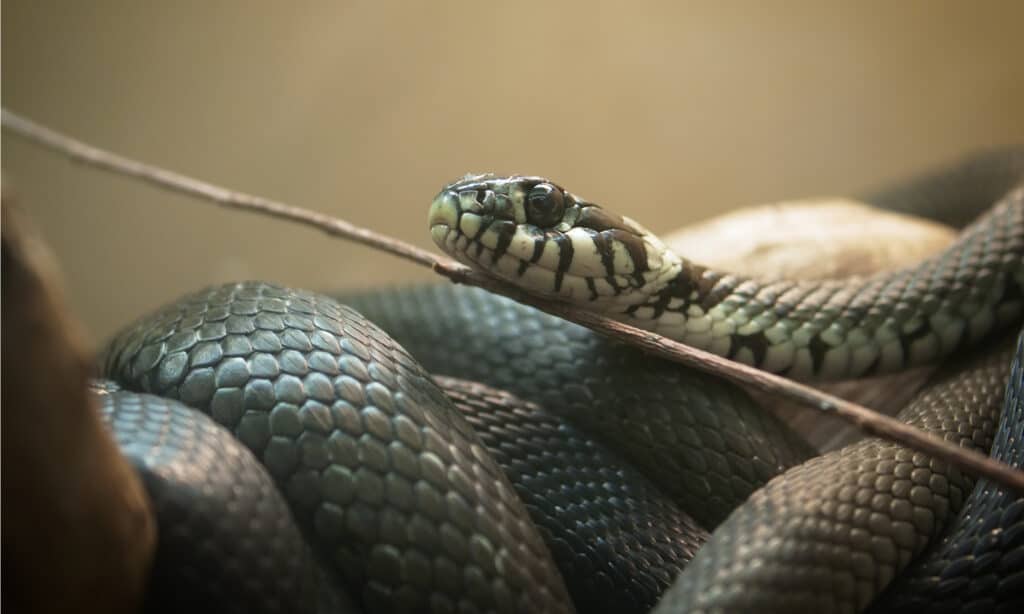 Discover the 20 Largest Reptiles Still Living in Canada