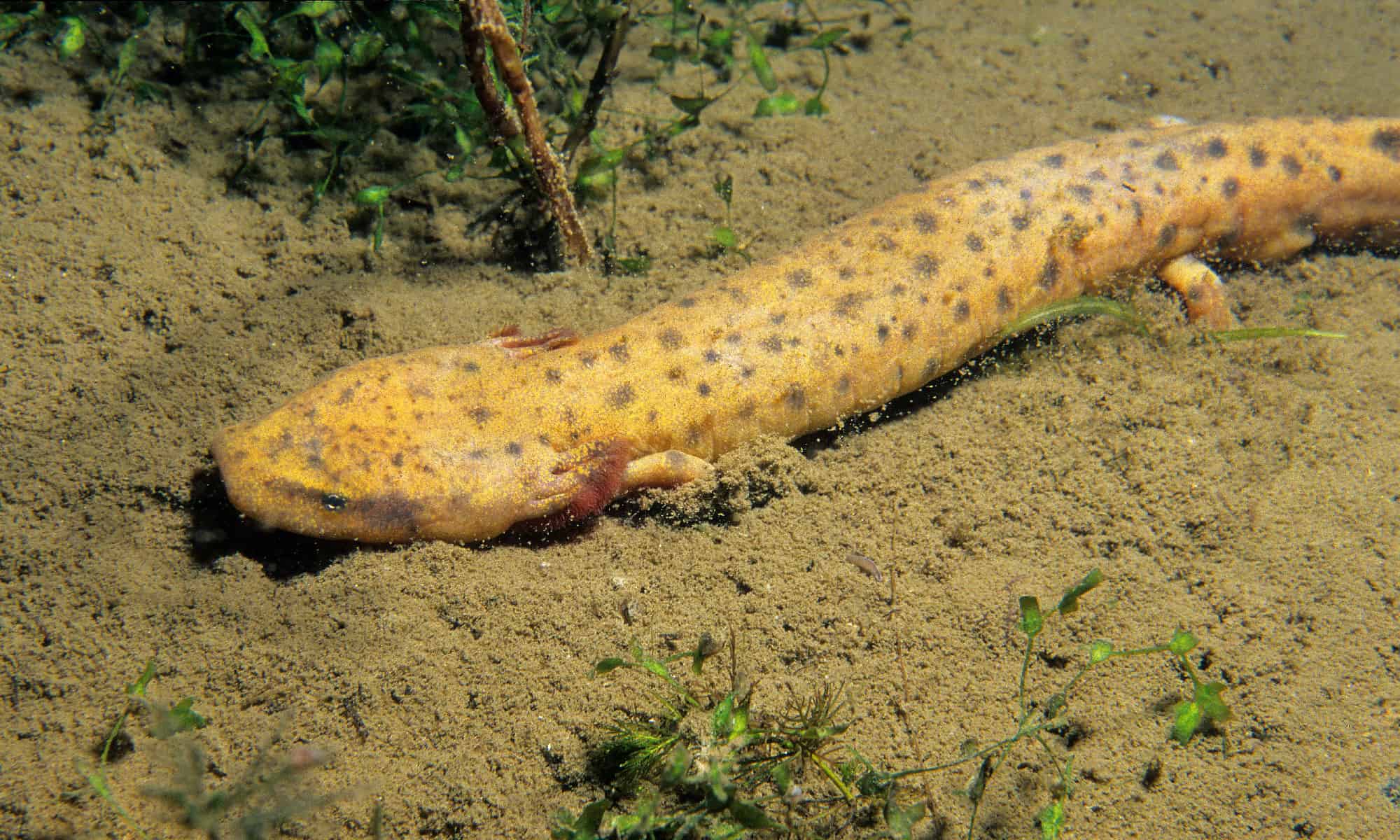 Discover the 20 Largest Reptiles Still Living in Canada