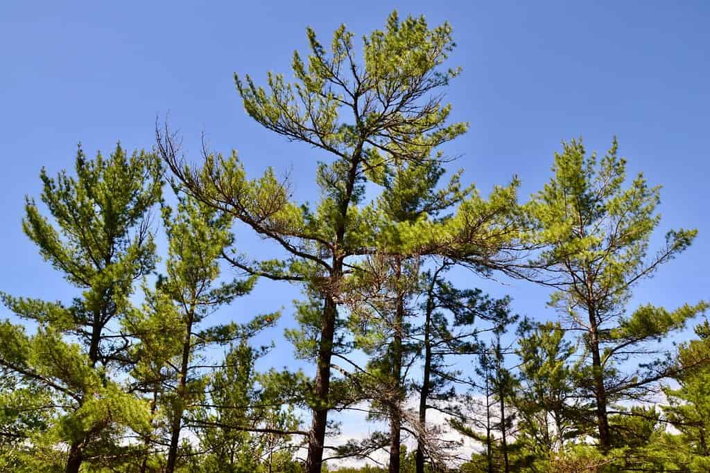 The 15 Most Iconic Trees Native to Delaware