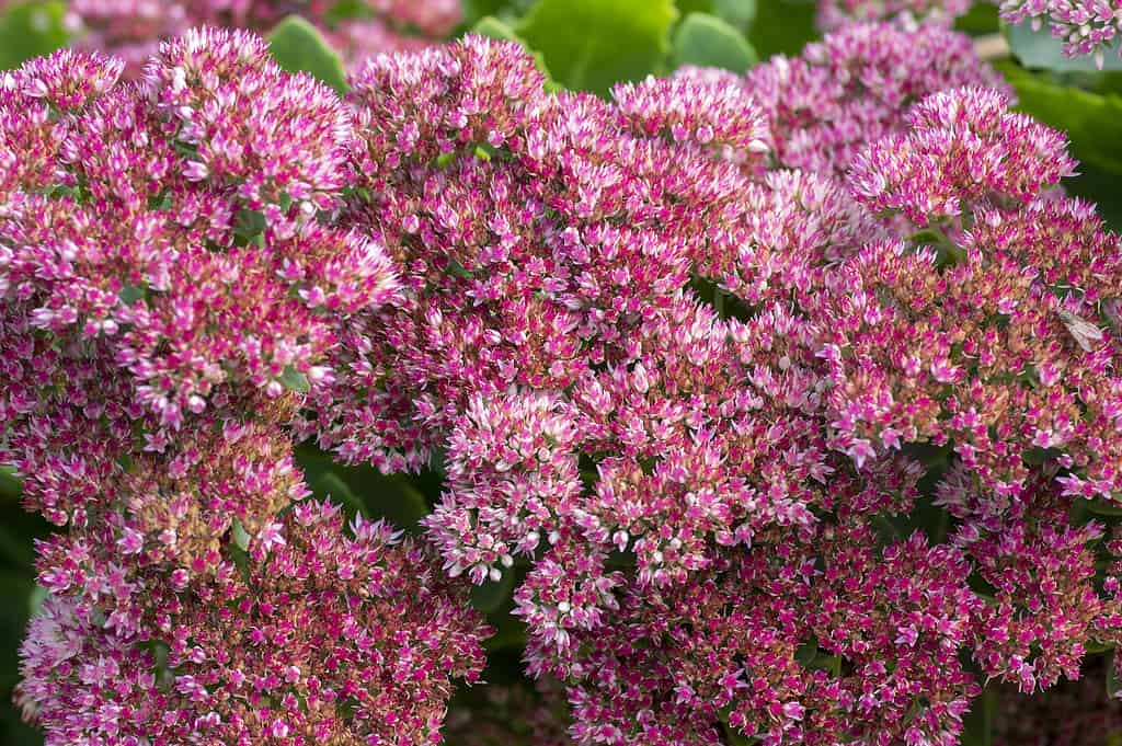 The 11 Most Colorful Fall-Blooming Flowers in Idaho