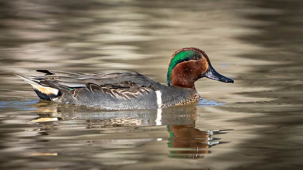 Discover the Top 6 Fastest Birds in England (And Where You Can Find Them)