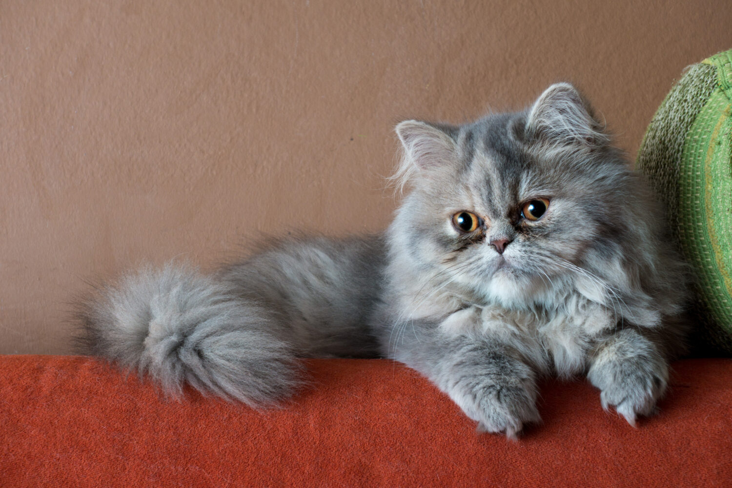 Persian Cat Colors: Rarest to Most Common