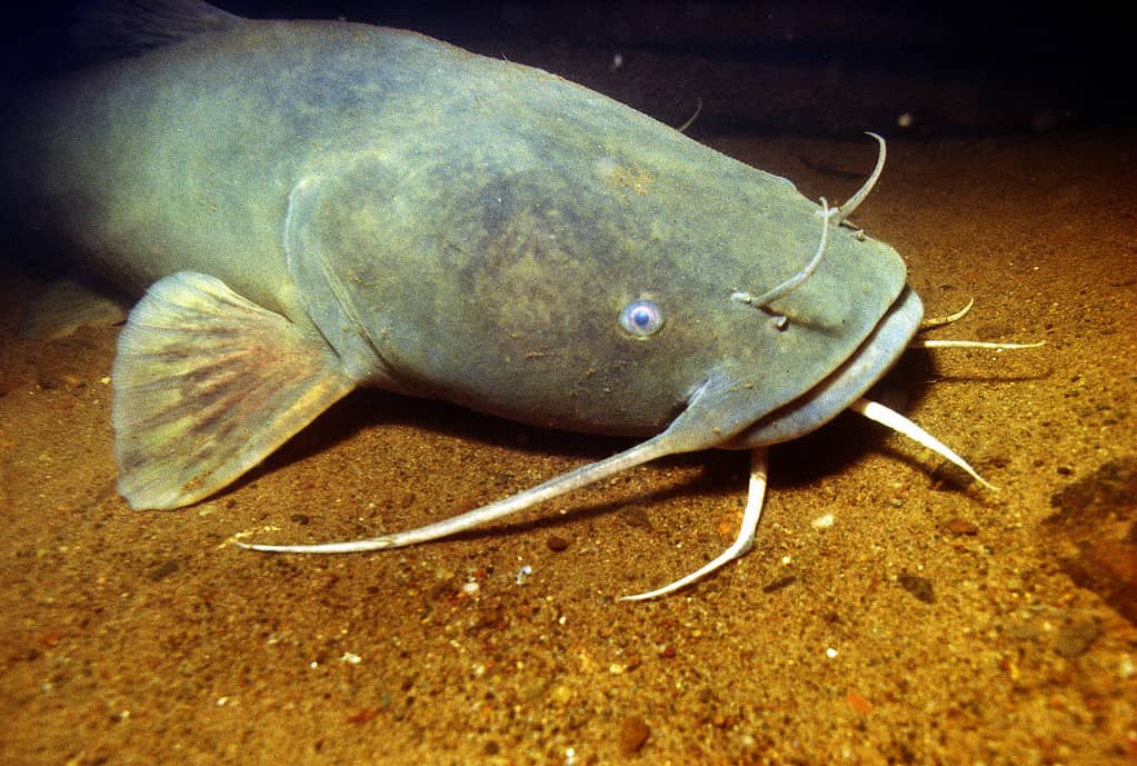 The Largest Blue Catfish Ever Caught in Virginia Was a Behemoth