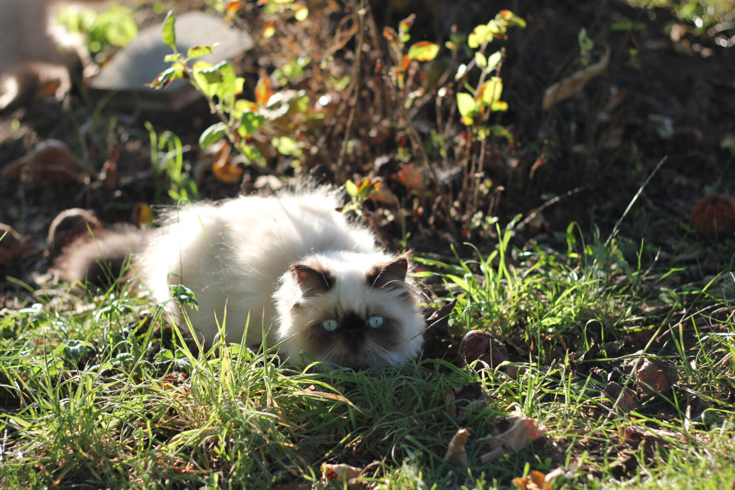 Persian Cat Colors: Rarest to Most Common