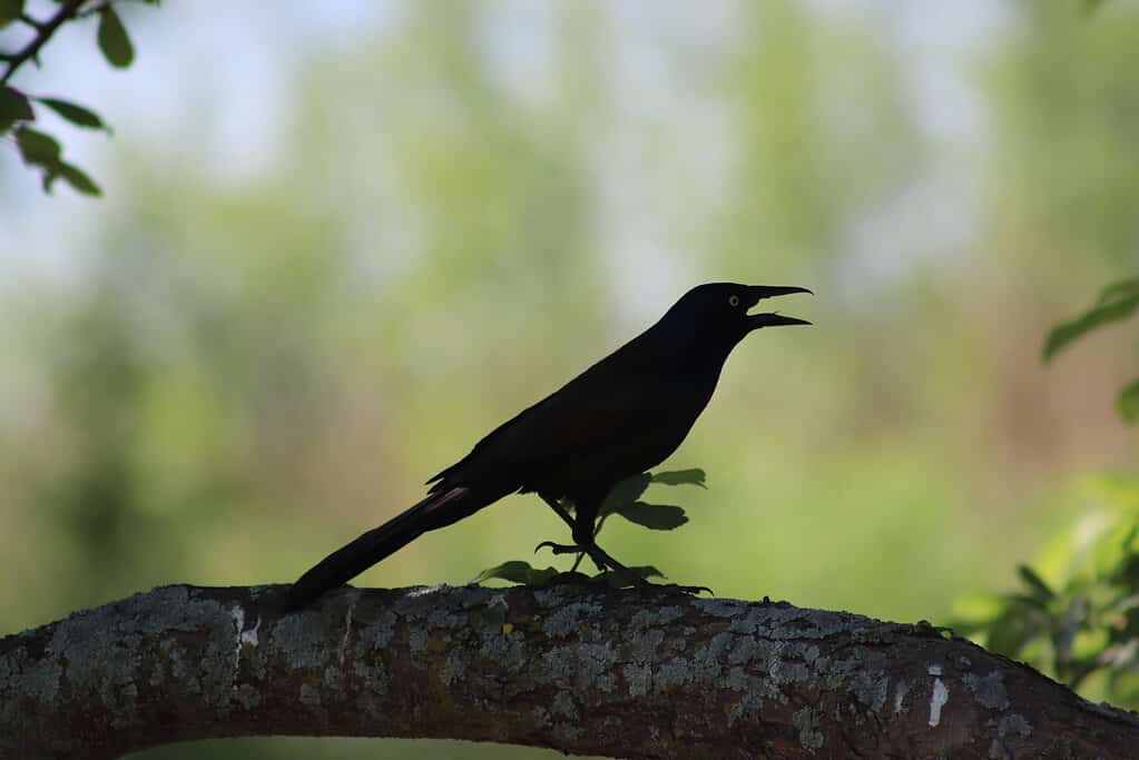 Dreaming of a Raven: Discover the Spiritual Meaning and Interpretation