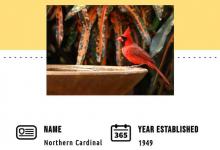 Discover the Official State Bird of West Virginia