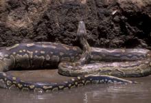 Watch a Hungry Python Try to Make a Huge Gazelle Its Afternoon Snack