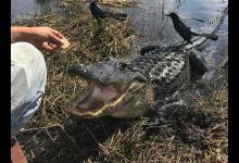 9 Alligators Found Outside a Pennsylvania Home... Yes, Pennsylvania!