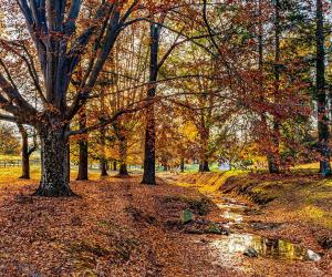 The 15 Most Iconic Trees Native to Delaware