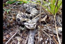 Discover the 20 Largest Reptiles Still Living in Canada