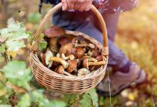 Mushroom Hunting in Georgia: A Complete Guide